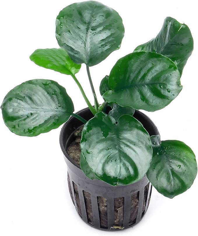 SubstrateSource Anubias Live Aquarium Plants - Potted Freshwater Plant for Fish Tanks, Terrariums - Beginner Friendly Low Light (Barteri Round Leaf, 3 Pots)