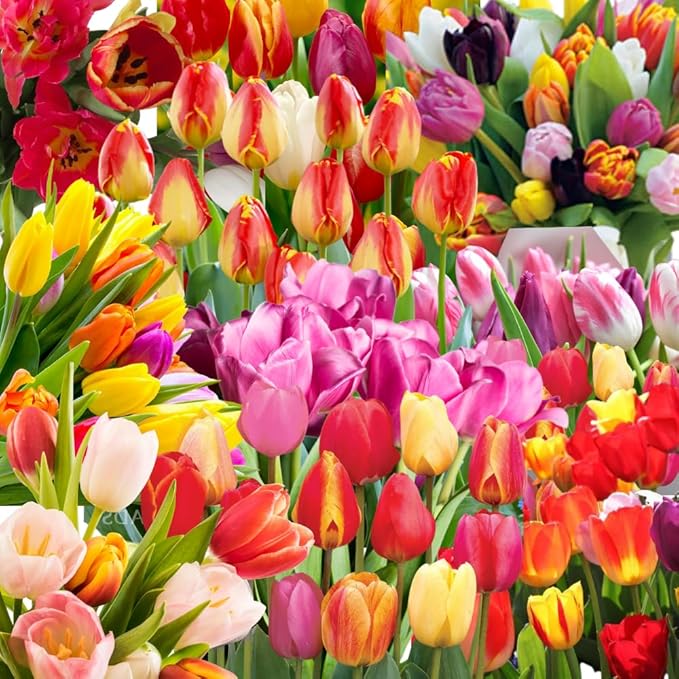 20 Tulip Bulbs for Fall Planting, Top Size Tulips Bulbs Perennial Flowers, Vibrant Spring Blooms, Easy Fall Planting (Darwin Tulip Collection)