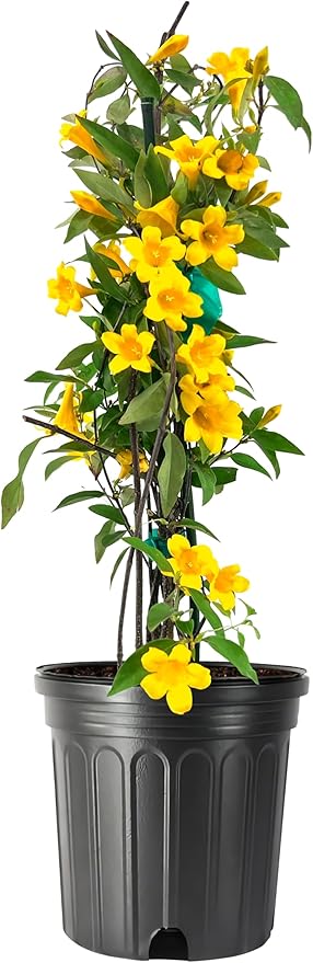Carolina Jasmine | 1 Large Gallon Size Plants | Gelsemium sempervirens | Evergreen Climbing Vine | Yellow Flowering Landscape Plants