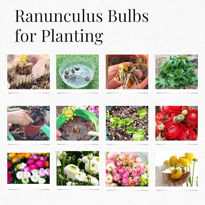 25 Ranunculus Bulbs for Fall Planting, Perennial Flowers Bulbs for Gardens, Vibrant Peony Buttercup Corms for Outdoor Borders (Red Ranunculus)