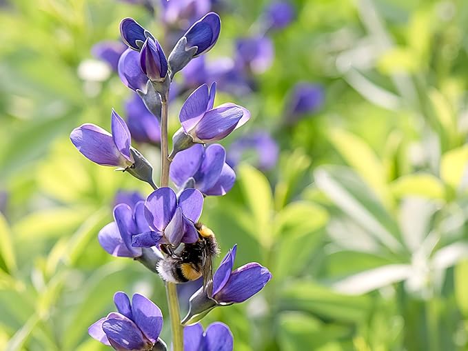 Greenwood Nursery: Live Perennial Plants - Blue False Indigo + Baptisia Australis - [Qty: 10x Pint Pots] - (Click for Other Available Plants/Quantities)
