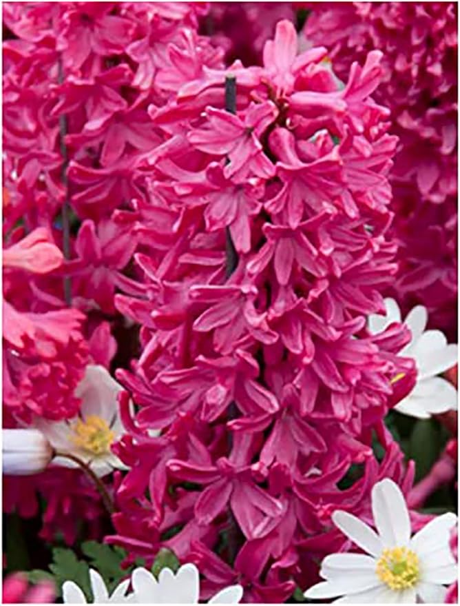5 Jan Bos Hyacinth Bulbs – Large 16-17cm Bulbs for Brilliant Red, Fragrant Blooms – Perfect for Gardens, Borders, and Containers