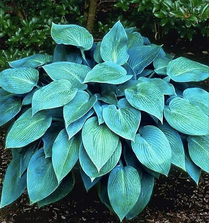 Aureo Marginata Hosta - Shade Plant 24" Tall - 36" Wide