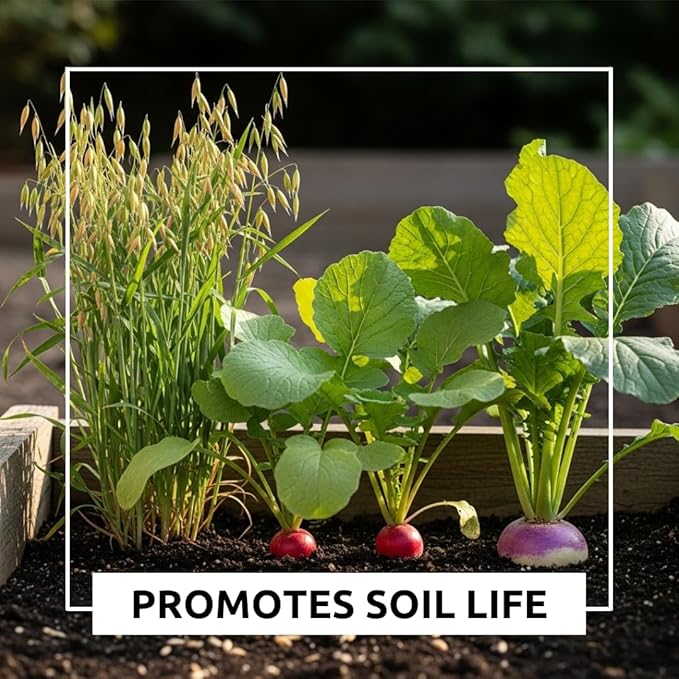 Cover Crop 3 Seed Mix - Oats, Daikon Radishes and Purple Top Turnips - Winter Kills, Promotes Earth Worms, Tons of Forage (2 Pounds)