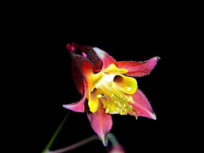 Greenwood Nursery: Live Perennial Plants - Wild Red Columbine + Aquilegia Canadensis - [Qty: 3X Pint Pots] - (Click for Other Available Plants/Quantities)