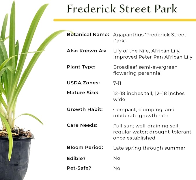 4 Frederick Street Park Agapanthus in 2.5” Nursery Cubes (Agapanthus ‘Frederick Street Park’) | Compact Semi-Evergreen Perennial for Borders, Containers, and Pollinator Gardens | Ready-to-Plant