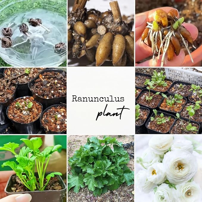 25 Ranunculus Bulbs for Fall Planting, Perennial Flowers Bulbs for Gardens, Vibrant Peony Buttercup Corms for Outdoor Borders (White Ranunculus)