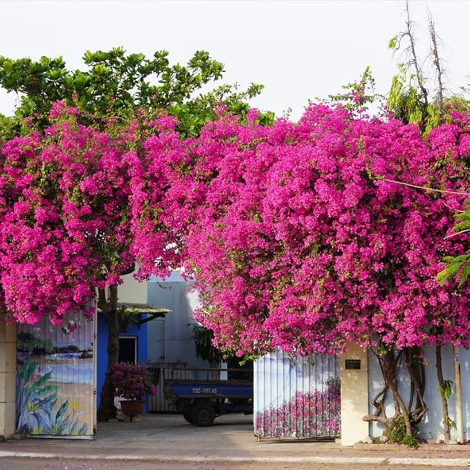 2 Bougainvillea Plants Live, Trailing Flowering Vines, 5-9” Tall, Well-Rooted Bougainvillea Trees for Outdoor Garden or Patio (Dark Purple Bougainvillea)