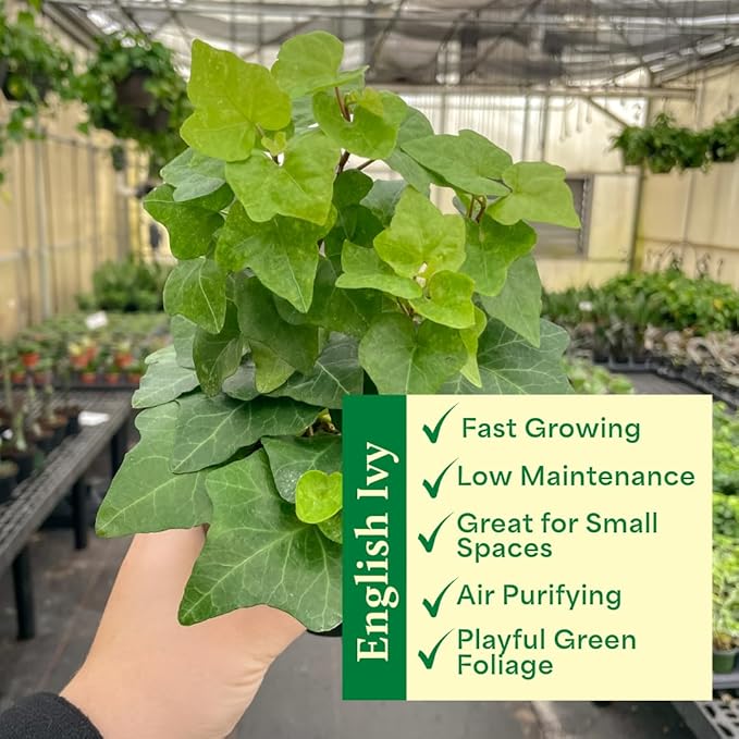 Thorsen's Greenhouse Live Green English Ivy Plant, Hedera Helix, Natural Air Purifier, Easy to Grow, Live Indoor Houseplant, 4" Diameter Pot (Nursery Pot)