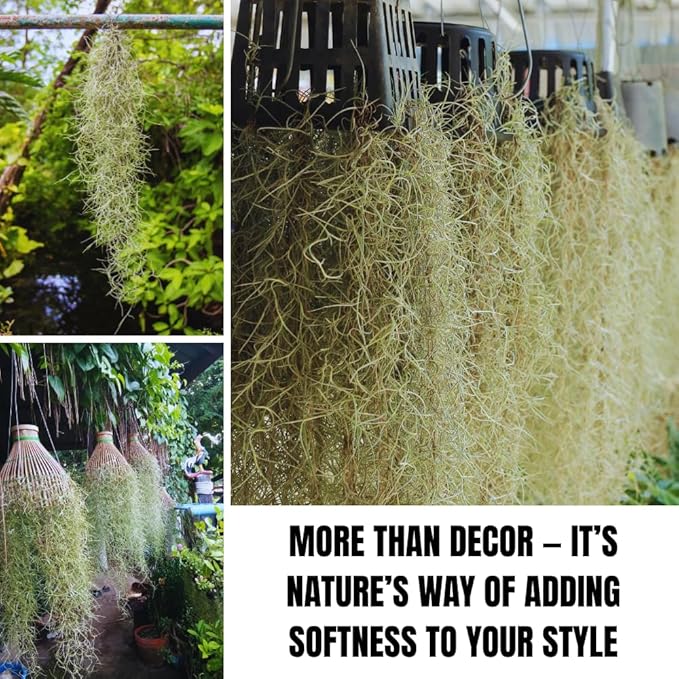 Spanish Moss Tillandsia Air Plants, Spanish Moss Plant Live, 1 to 2 Feet Long, Succulent Plants Live for Gardening Indoor Outdoor