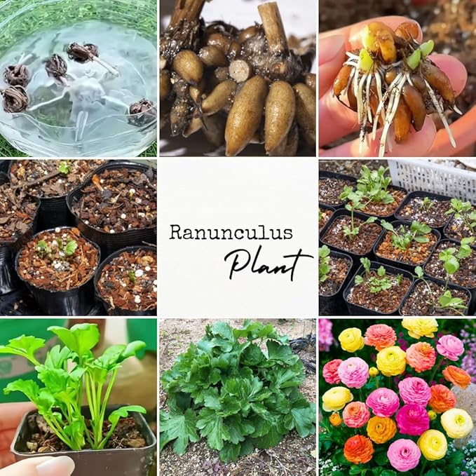 30 Ranunculus Bulbs for Fall Planting, Butterfly Ranunculus Corms, Peony Ranunculus Flower Bulbs for Garden, Vibrant Blooms in Spring (Mixed Ranunculus)