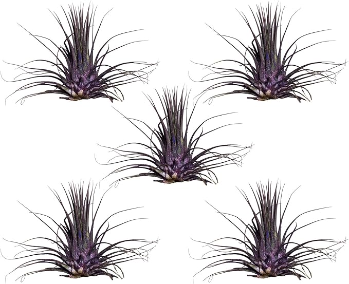 Air Plants - Tillandsia Ionantha - Organically Enhanced Color - Live Arrival Guaranteed - House Plants for Home Decor & Gift (Purple Pansy 5pk)