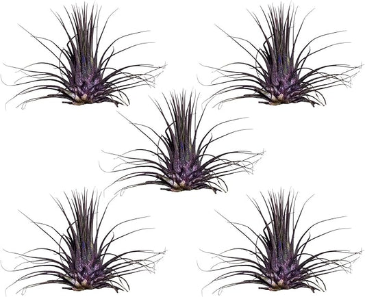 Air Plants - Tillandsia Ionantha - Organically Enhanced Color - Live Arrival Guaranteed - House Plants for Home Decor & Gift (Purple Pansy 5pk)