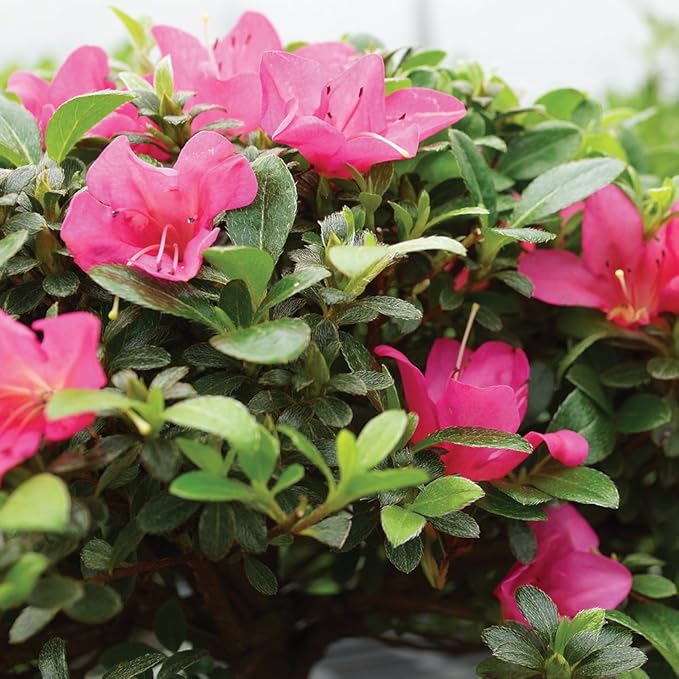 Brussel's Bonsai Live Satsuki Azalea Flowering Bonsai Tree - Large, 8 Years Old, 10 to 14 in - Ceramic Bonsai Pot