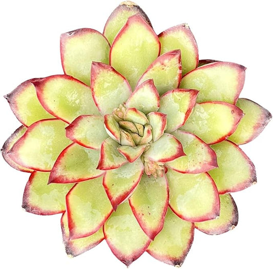 Sprout N Green Echeveria Mexican pulidonis, Live Rare Succulent Potted 2" Planter, Real House Plant for Party Favors Home Indoor Outdoor Garden Wedding Decoration DIY Projects