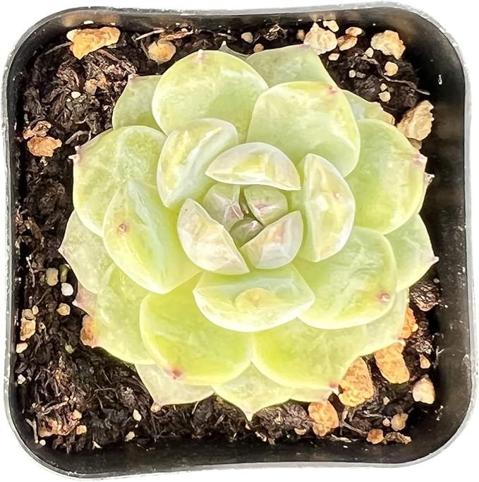 Sprout N Green Echeveria 'ICY Laui' Sugar Heart, Rare Live Succulent Plant Fully Rooted in 2" Planter with Soil, Home Office Indoor Outdoor Wedding Decoration DIY Projects Party Favor