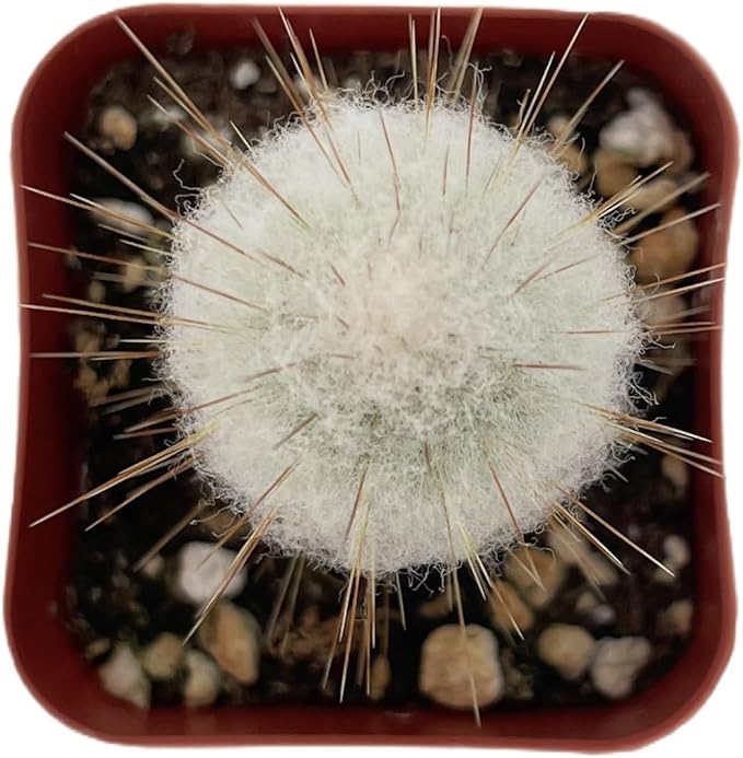 Sprout N Green Espostoopsis Dybowskii, Live Cactus Plant Fully Rooted in 2" Pots with Soil Mix, Houseplant for Indoor Outdoor Home Office Décor