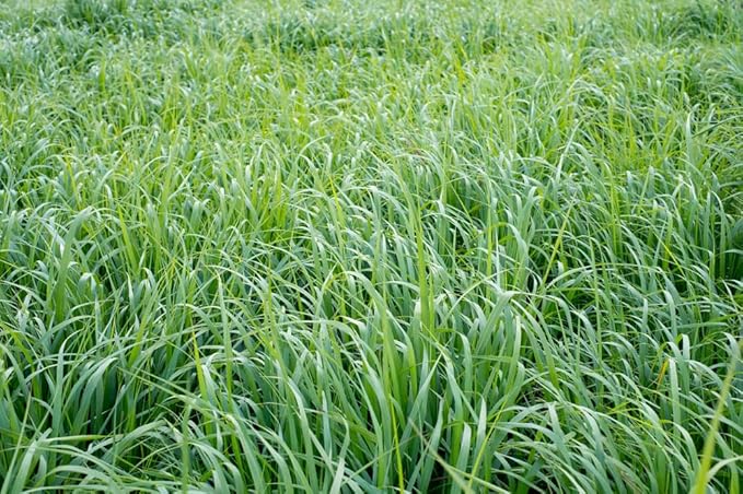 Native Grass Seed Blend - Big Bluestem, Little Bluestem, Indiangrass, RC Big Rock Switchgrass (16, Ounces)