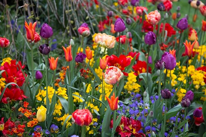 5 Pink Vision Parrot Tulip Bulbs – Stunning Pink Blooms with Fringed Petals – Unique Parrot Tulips for Spring Gardens – Hardy & Easy to Grow Perennial Tulips