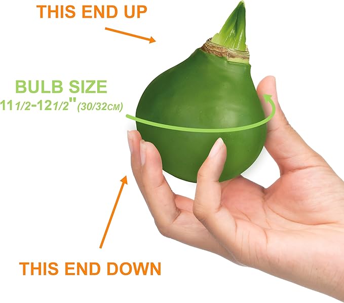 Garden State Bulb Waxed Amaryllis Flower Bulb, 30/32cm (Green)