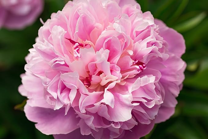 Pink Peony Root for Planting - Premium Roots for Fall Planting