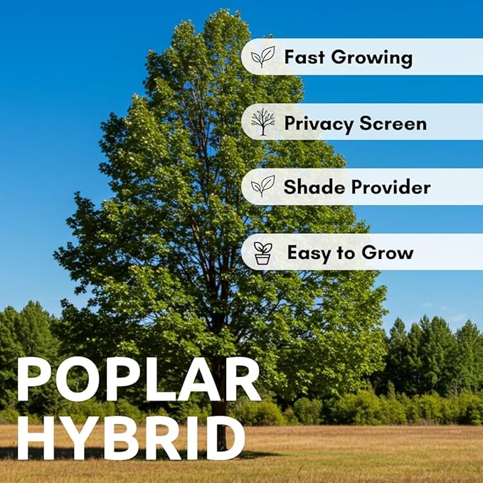 Hybrid Poplar Tree Seedlings for Planting - Fast Growing Privacy and Shade Trees (3 Trees)