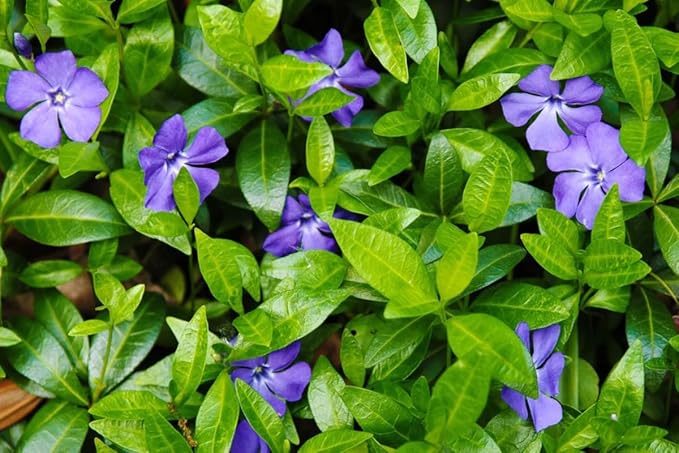 250 Vinca Plants, Vinca Minor Ground Cover Plants Periwinkle Plant Live, 8 to 10 Inc Tall, Vinca Well Rooted for Garden