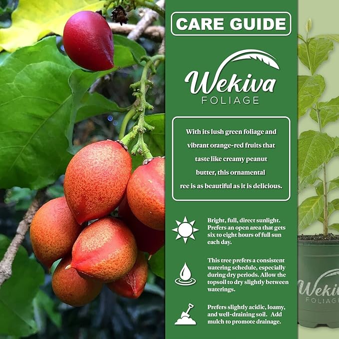 Peanut Butter Tree - Live Plant in a 4 Inch Growers Pot - Bunchosia Argentea - Exotic and Beautiful Fruit Tree for Your Edible Garden