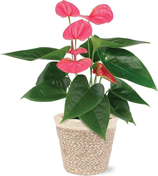 Green Circle Growers 5" Pink Anthurium in Cream Jute Pot, Live Indoor Plants, House Plant