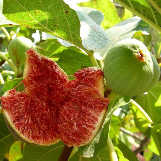 Fig Tree Chicago Hardy Live for Sale (4 Pack) | Cold Hardy Easy to Grow Plants | Edible Fruit Plant | Grow Your own Food on Your Edible Organic Garden| Live for Planting| No Seeds