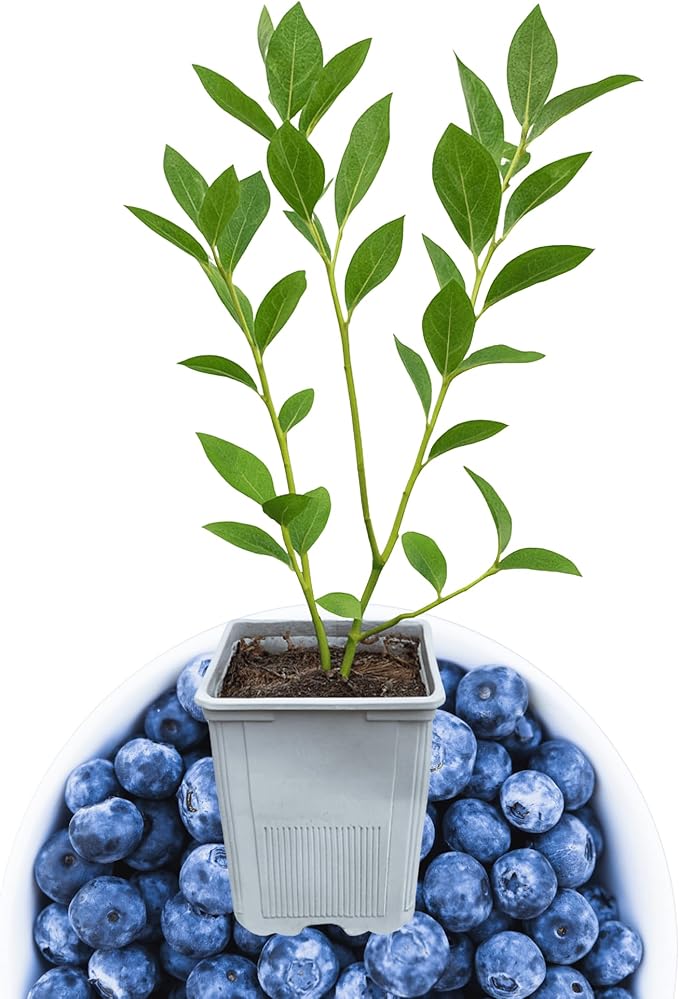 Bluecrop Blueberry Plant, 1-Liter Pot - Best All Around Blueberry! Grow Blueberries from Hand Picked Nursery
