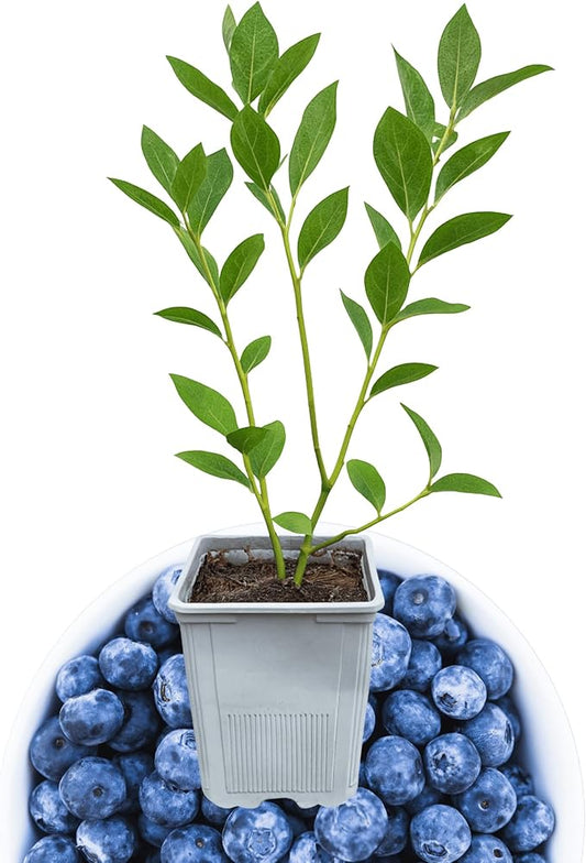 Bluecrop Blueberry Plant, 1-Liter Pot - Best All Around Blueberry! Grow Blueberries from Hand Picked Nursery