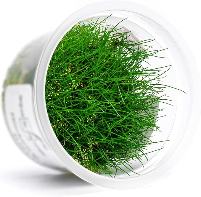 SubstrateSource Live Plant - Dwarf Hairgrass Eleocharis Belem Tissue Culture Aquatic Live Aquarium Plant - 100% Snail Free in Vitro Cup (Dwarf Hairgrass)