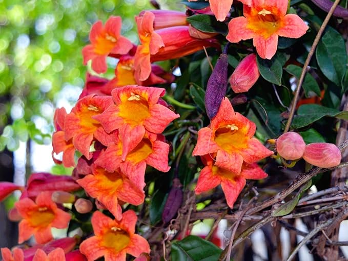 Greenwood Nursery: Live Perennial Plants - Tangerine Beauty Vine + Bignonia Capreolata - [Qty: 1x Pint Pot] - (Click for Other Available Plants/Quantities)