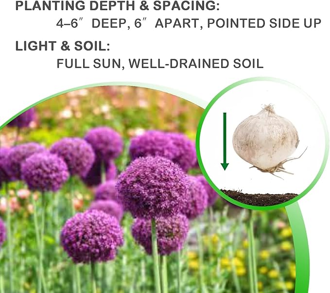 Allium ‘Purple Sensation’ Flowers – 3 Bulbs - Giant Globe-Shaped Purple Blooms | Sturdy 24–36″ Stems for Cutting & Borders | Deer & Rabbit Resistant Pollinator Favorite | Zones 3–8