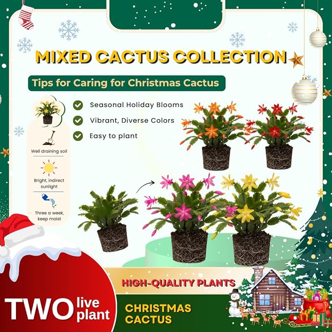 Set 2 Christmas Cactus Plants Live, Hanging Baskets Houseplants, Holiday Cactus Indoor Plants Live Well-Rooted 4-9" Tall, No Pot (Multicolor)