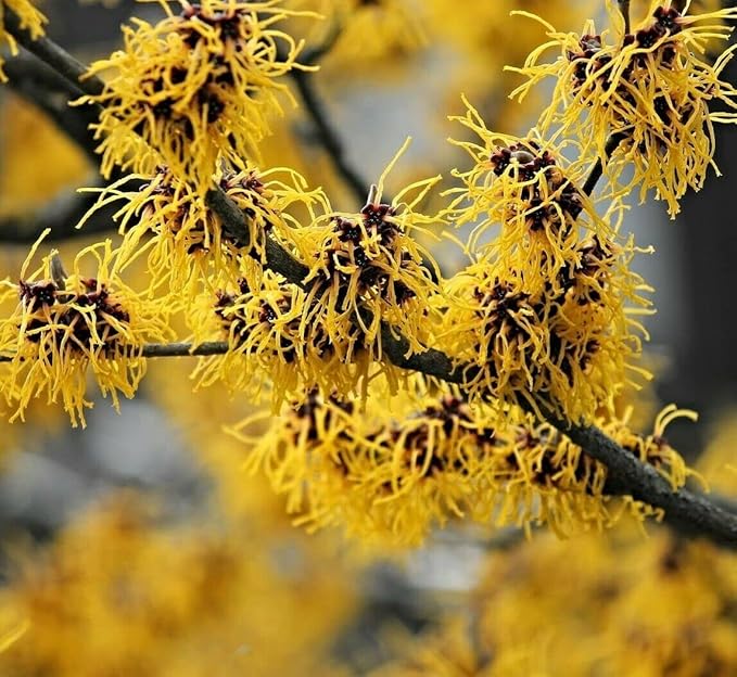 2 Witch Hazel Trees/Shrubs - 8" Tall Live Plants - 4" Pots - Hamamelis virginiana