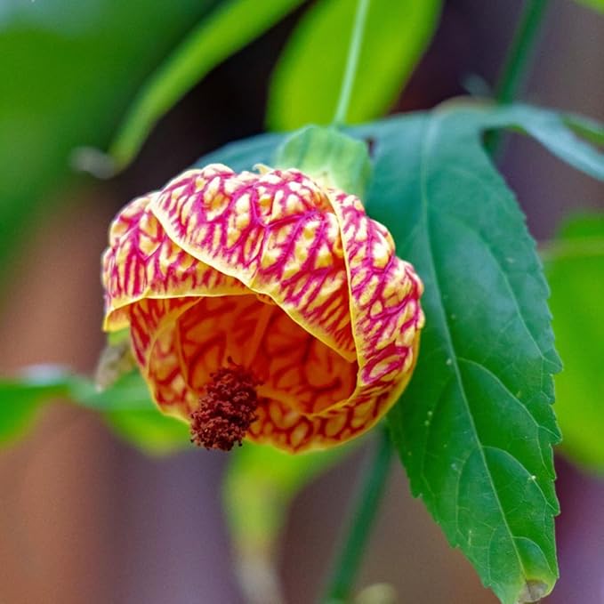2 Abutilon Plants 5-9 Inches Tall - Lantern Trees Perfect for Enhancing Your Indoor and Outdoor Garden - Trailing Hanging Flower Vine (Mix Abutilon)