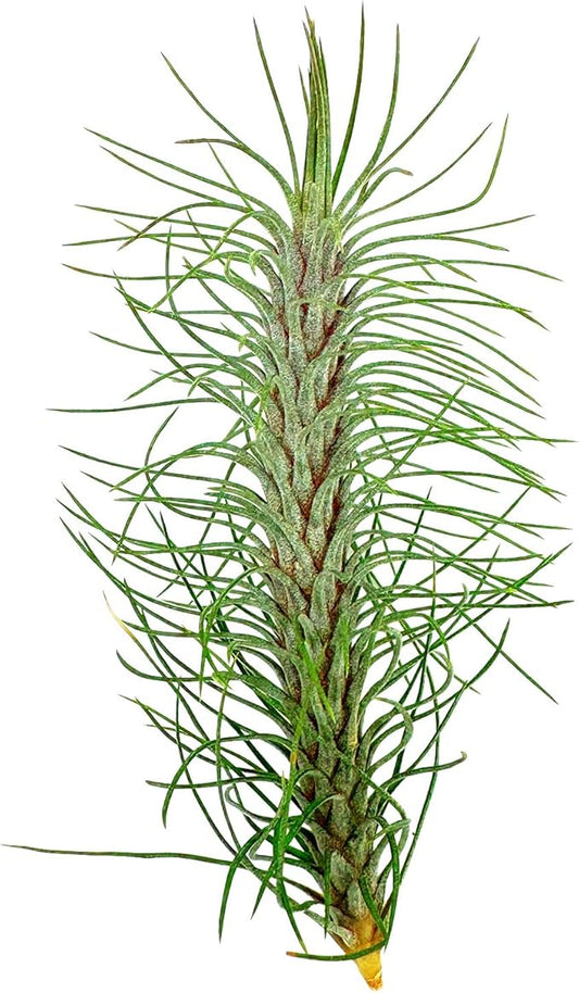 ragnaroc Air Plants - Colombian Tillandsia Funckiana, Large 5" - 1ct - Live Arrival Guaranteed - House Plants for Home Decor & Gift