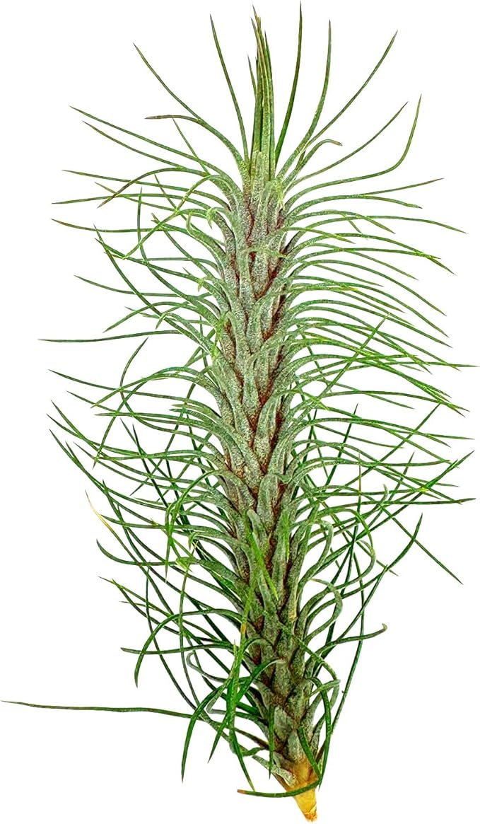 ragnaroc Air Plants - Colombian Tillandsia Funckiana, Large 5" - 3ct - Live Arrival Guaranteed - House Plants for Home Decor & Gift