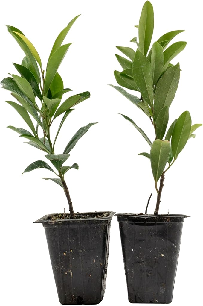 2 Dwarf Carolina Cherry Laurel in 3.5” Nursery Cubes (Prunus caroliniana ‘Compacta’) | Evergreen Shrub for Privacy Hedges, Screens, and Ornamental Landscaping | Ready-to-Plant Live Starter Plants
