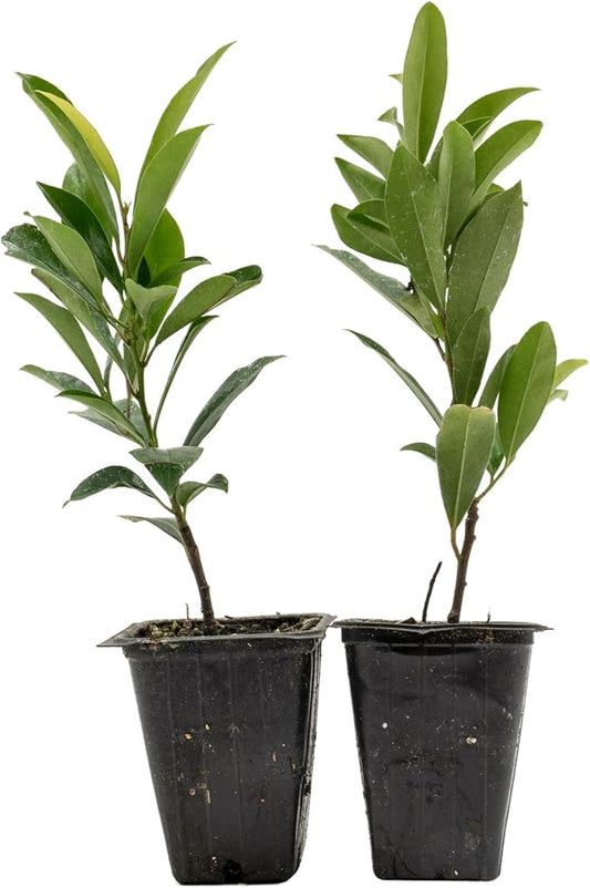 2 Dwarf Carolina Cherry Laurel in 3.5” Nursery Cubes (Prunus caroliniana ‘Compacta’) | Evergreen Shrub for Privacy Hedges, Screens, and Ornamental Landscaping | Ready-to-Plant Live Starter Plants