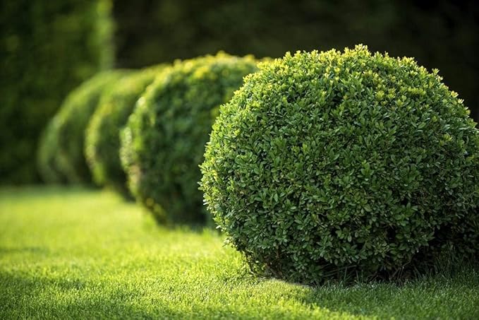 Japanese Boxwood | 1 Large Gallon Size Plant | Buxus Microphylla | Evergreen Shrub, Low Maintenance, Ideal for Hedges, Dense Foliage, Perfect for Borders, Hardy Versatile Landscaping