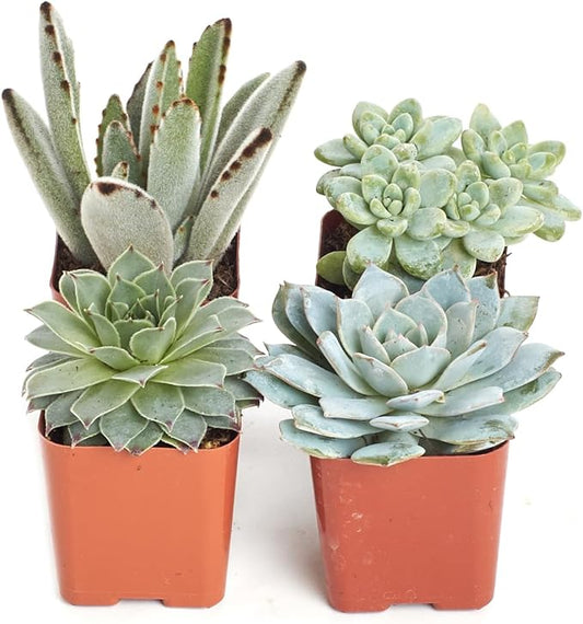 Shop Succulents Blue & Green Succulent Plant Pack Collection - Live Mini Succulent Plants, Low Maintenance, Mixture of Textures - Wedding and Party Favors, Gift & Garden, Pack of 4
