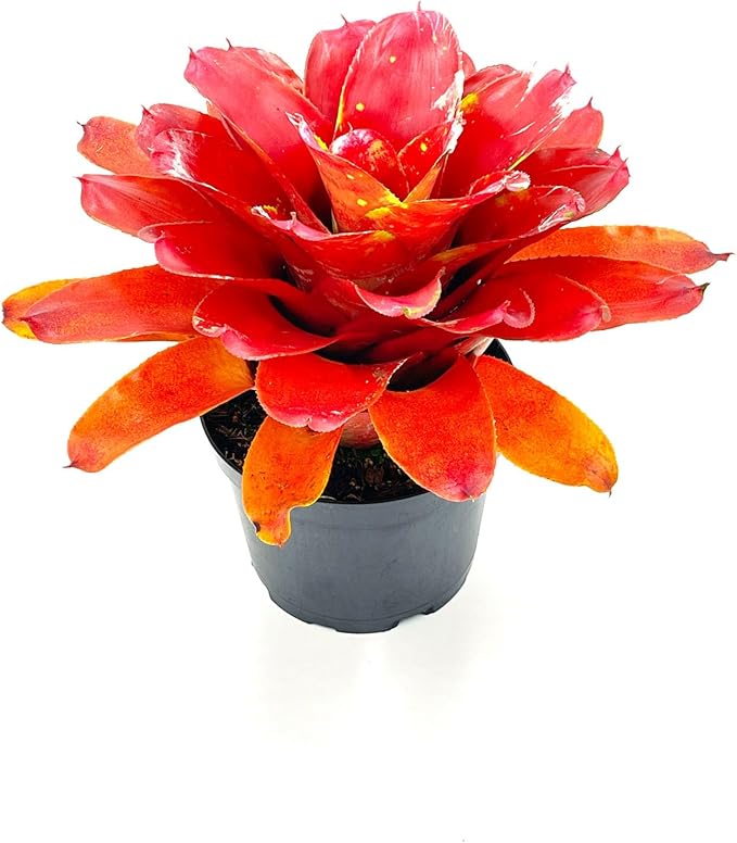 ragnaroc Live Plants – Bromeliad Neoregelia Lamberts Pride, 8-12" in 6" Pot - 1ct - Live Arrival Guaranteed - House Plants for Home Decor & Gift