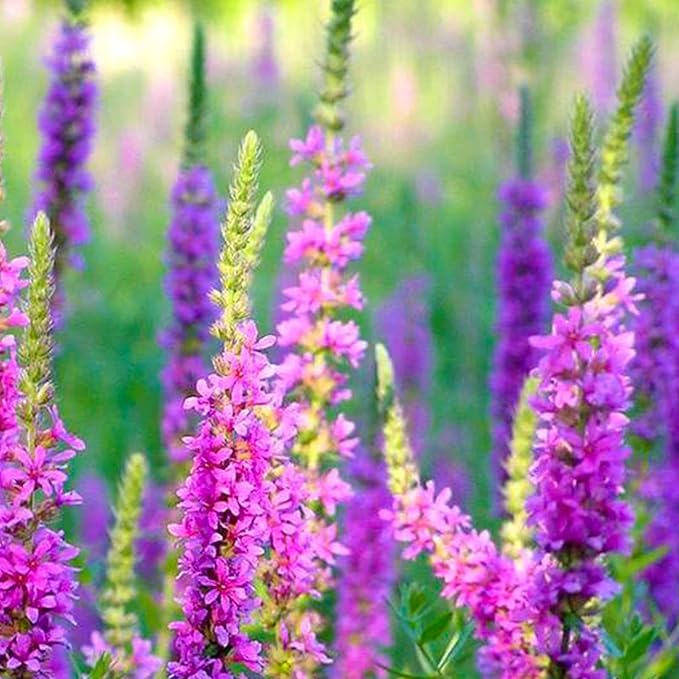1000 Lythrum Seeds Purple Garden Flowers for Planting Easy to Grow Outdoor Home Garden