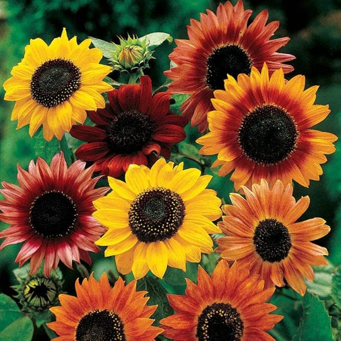 Park Seed Grow Your Own Vibrant Annual and Perennial Wildflower Garden Seeds Mixture, Easy to Grow Varieties for Pollinators and Spring Gardens - Large Colored Sunflower Mix, 1 lb