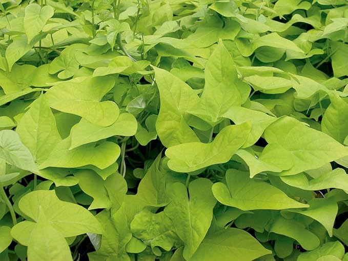 American Plant Exchange Lime Sweet Potato Vine – 6-Inch Pot – Live Trailing Foliage Plant, Fast-Growing Ornamental Vine for Hanging Baskets, Patio Containers & Garden Borders