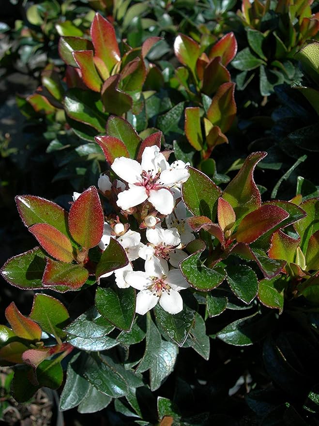 Indian Hawthorn - 40 Live Plants - Rhaphiolepis Indica Alba - Flowering Evergreen Shrub