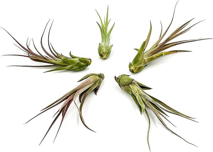 ragnaroc Live Air Plant – Tillandsia Capiput, Jumbo 6-9” - 5 ct - Live Arrival Guaranteed - House Plants for Home Decor & Gift